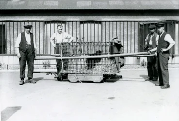 Un leopardo negro transportado en una jaula por cuidadores del Zoológico de Londres, junio de 1922